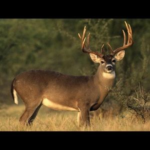 Meet your Posher, Brent